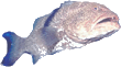 ../graficos/gad.gif (6650 bytes)