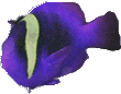 ../graficos/gad.gif (6650 bytes)