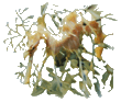 ../graficos/gad.gif (6650 bytes)
