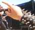 Vi�a Rock