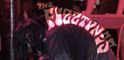 THE FUZZTONES