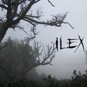 Ilex Ilex